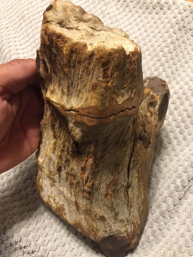 petrified wood log