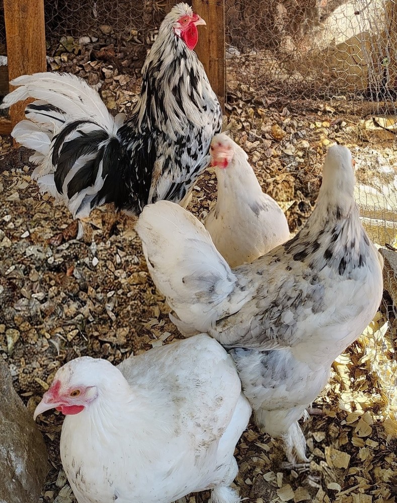 12 Breda fowl hatching eggs
