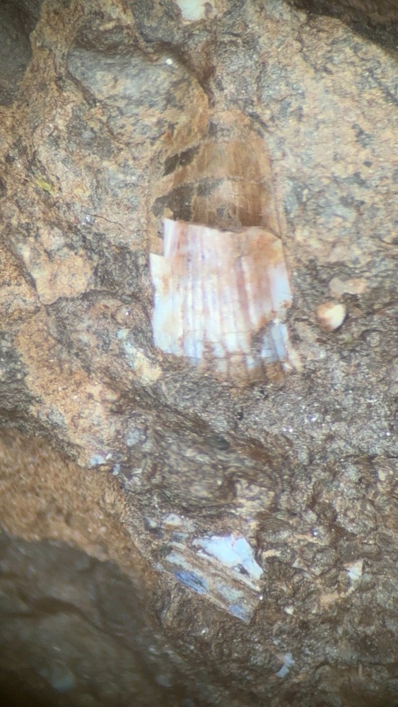 Fossil Devonian Fish Tooth