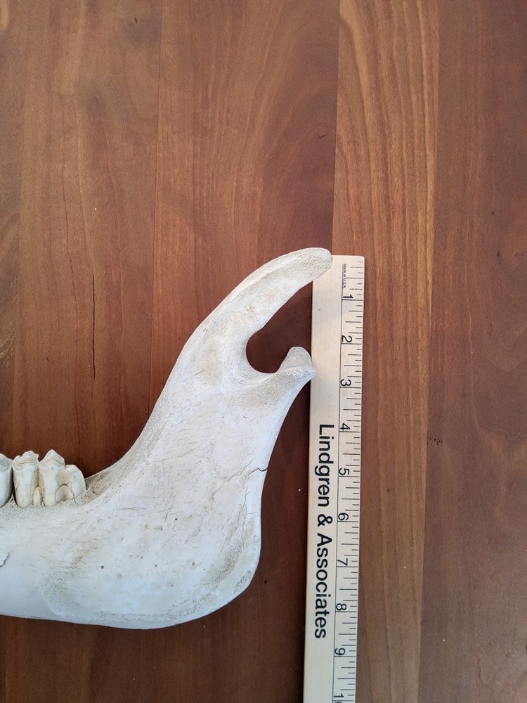 Moose Jaw Bone 50 Years Old