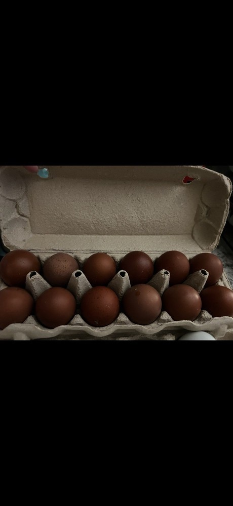 Dark Chocolate Hatching Eggs 12++