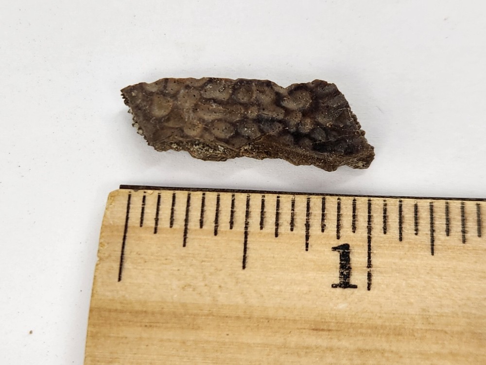 Cretaceous Turtle Shell Fossil - Testudines - Judith River Fm. - Hill Co., MT