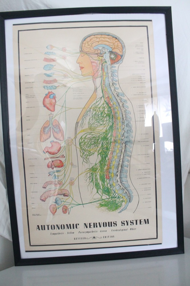 Rare 1957 Autonomic Nervous System Chart