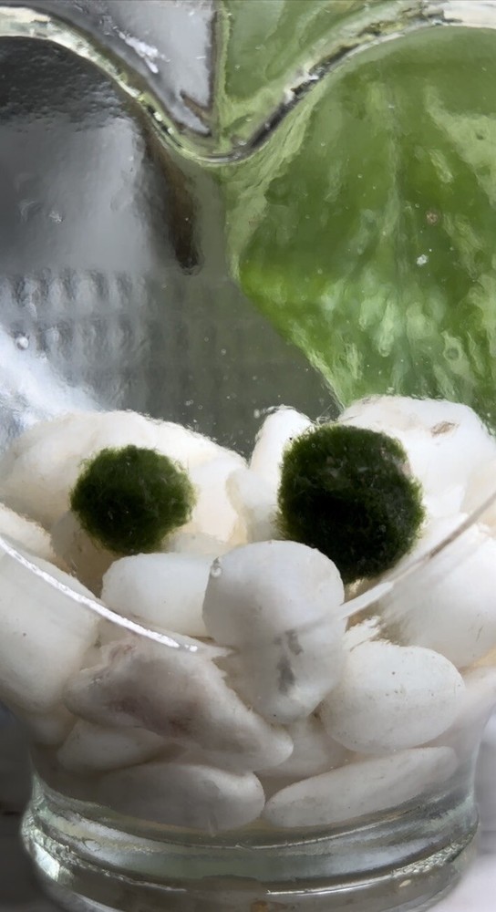 Loveballs : 100% Authentic Japanese Marimo Moss Balls