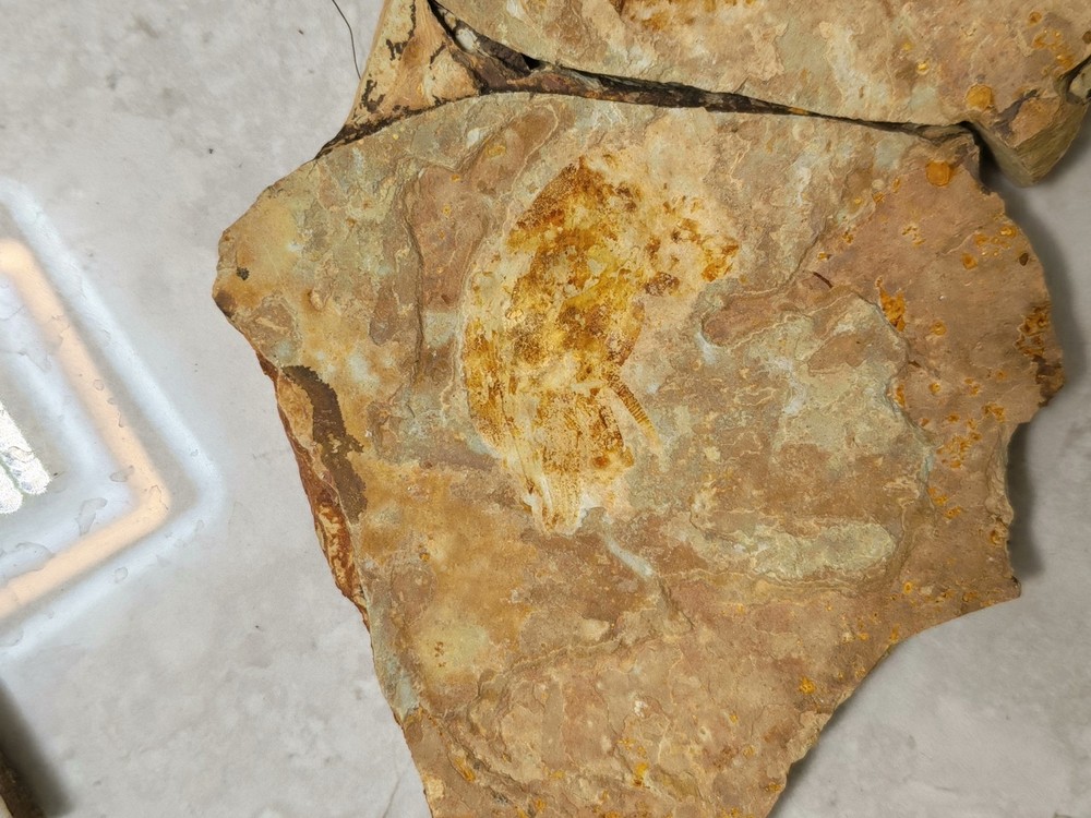 A pair of unique and authentic fossilized fish fossils 8901