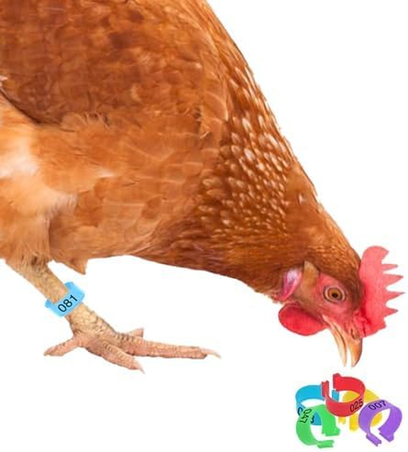 Multi-Colored Poultry Leg Bands for Identification, 100 Pcs, 0.6