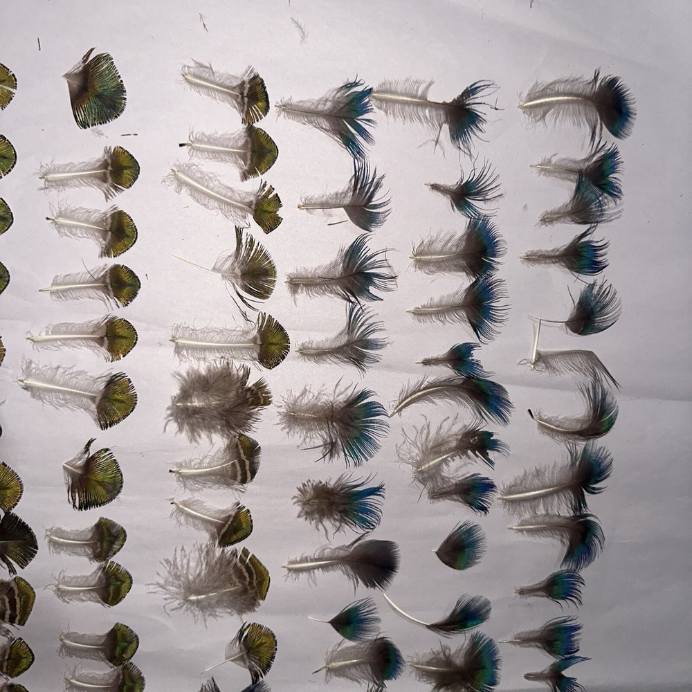 95 pc peacock feathers lot ref #2208