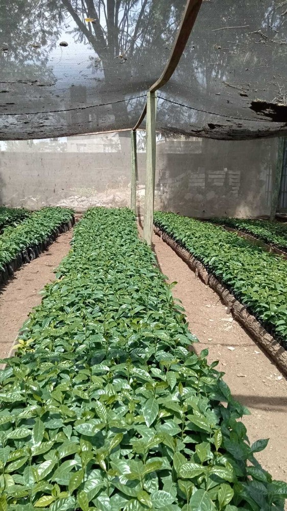 1Lb Kenya AA Coffee Superior Grade