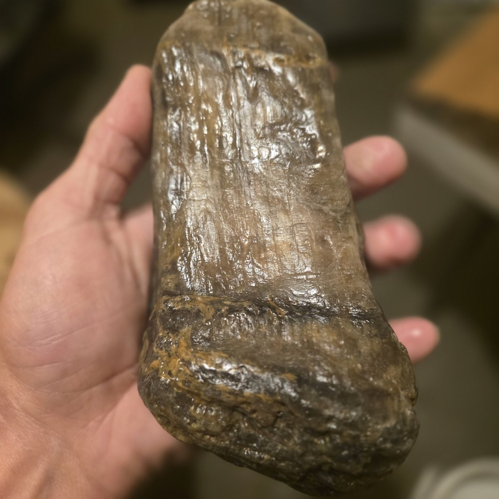 MONTANA PETRIFIED WOOD