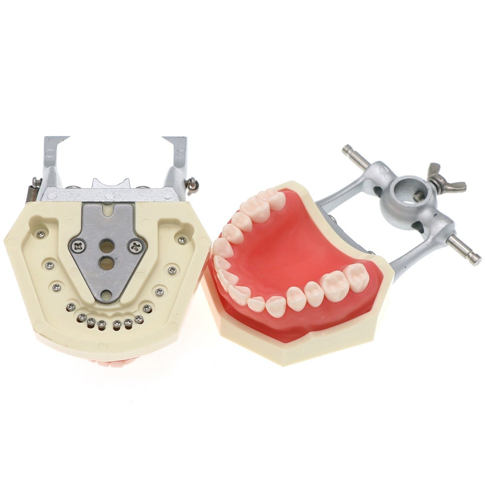 Dental Typodont 28/32PCS Teeth Models for Students Practice Model M80 Series