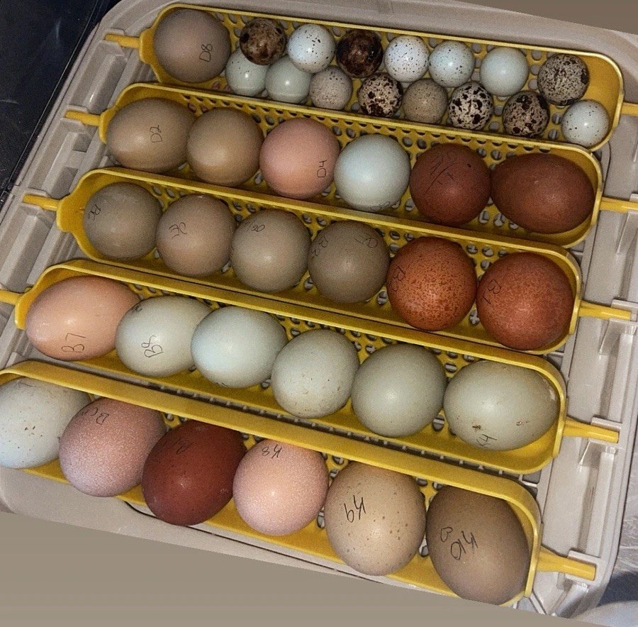 12 Rainbow Chicken Hatching EGGS. Olive EGGER. Multi GEN. BACKCROSS. SPECKLED