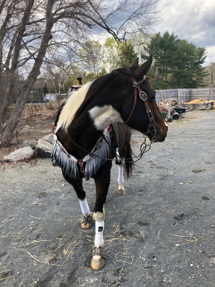 Fallon Taylor signed horse breast collar
