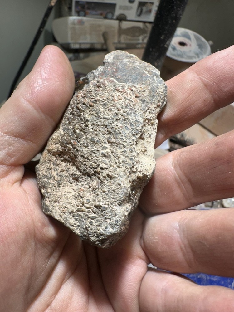 Dinosaur bone rough **hxtled end cut.