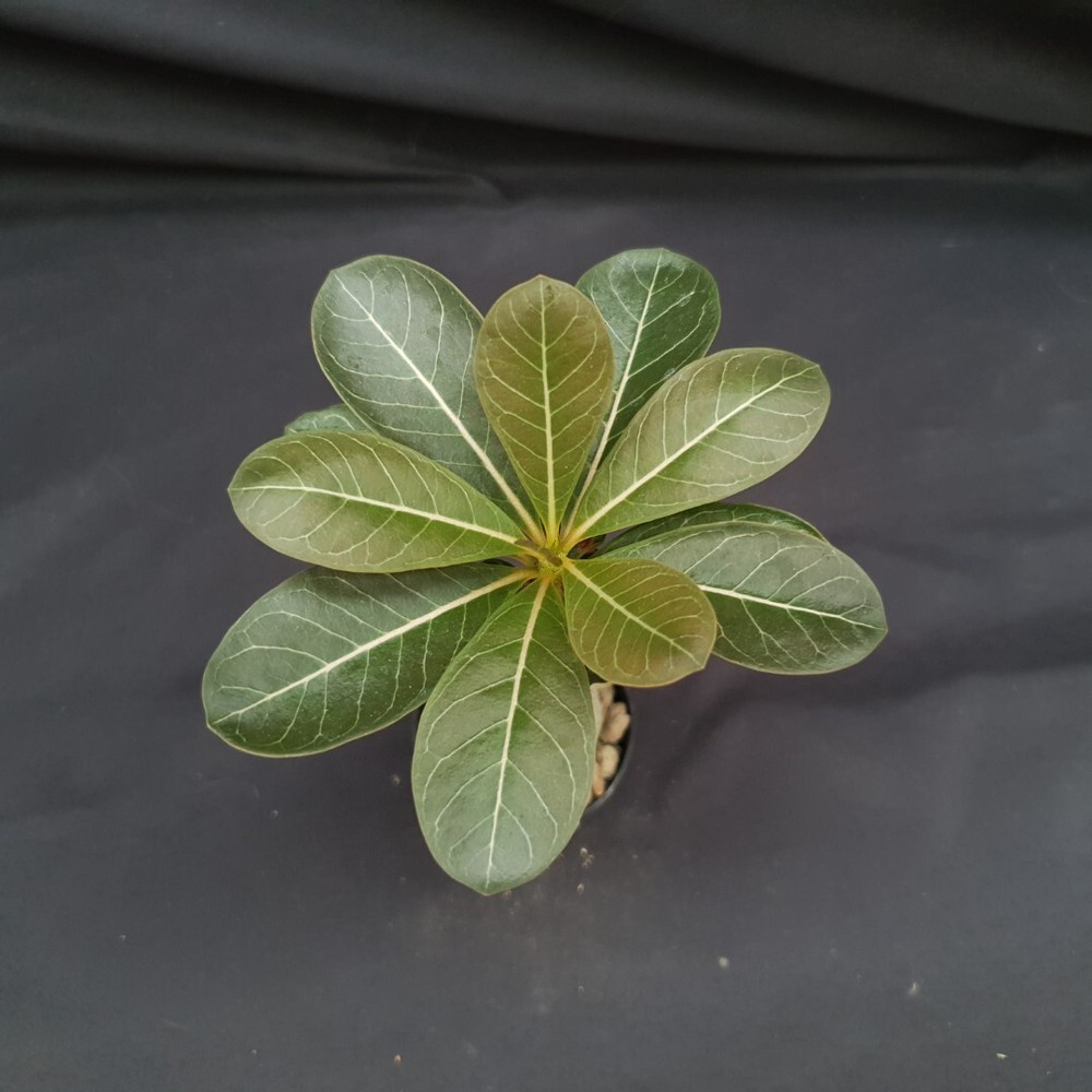 H19: Adenium socotranum