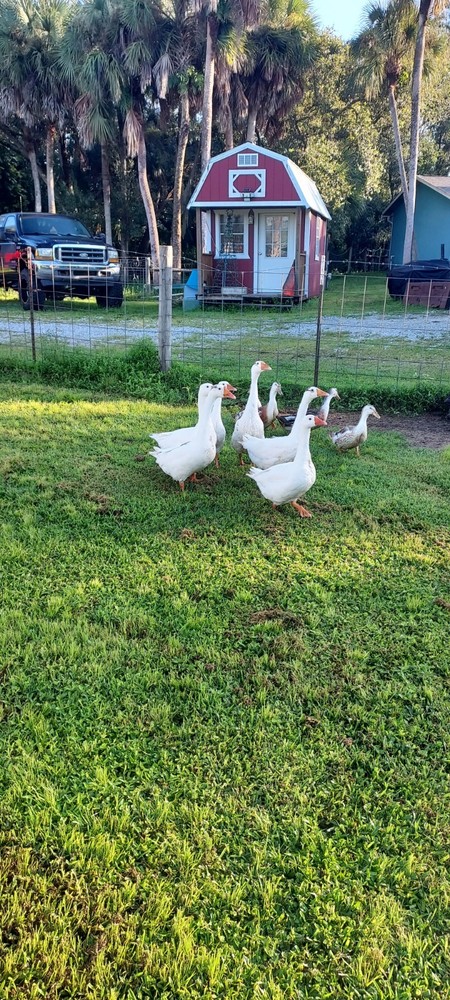 10 plus Silver Appleyard hatching duck eggs