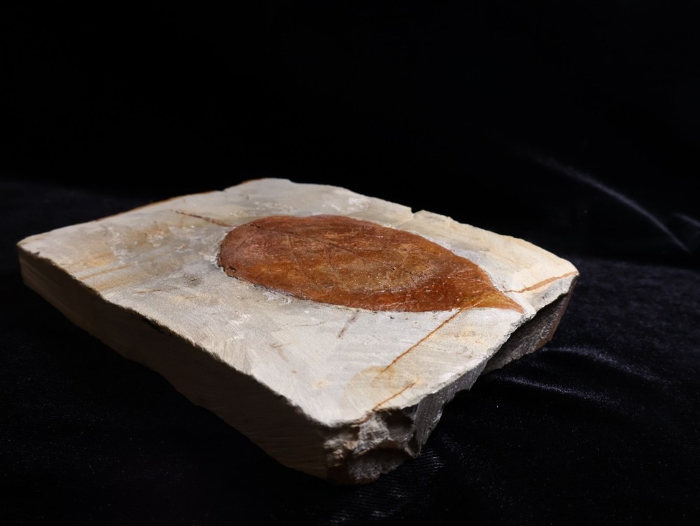 Unusual Leaf Fossil, Glendive, MT