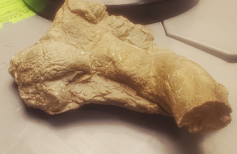 Fossil Geological