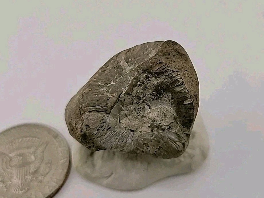 Egg Fossil Permineralized