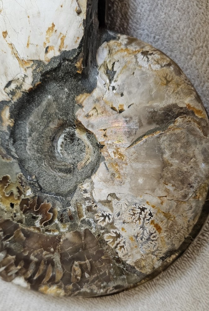 Ammonite Natural Pair