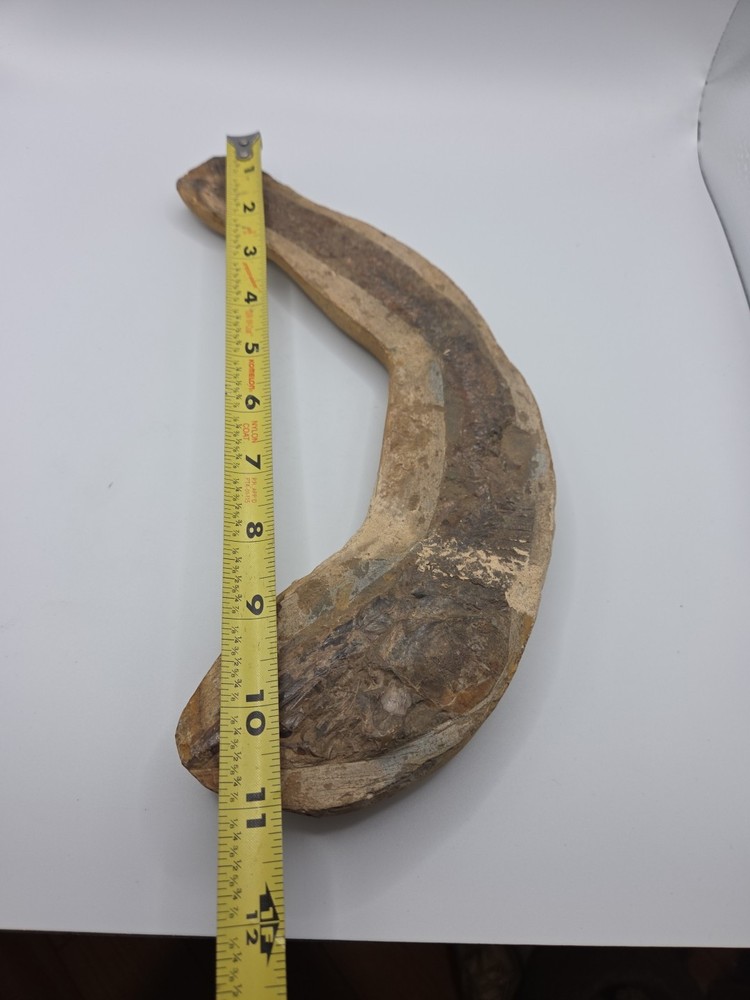 Fossils NICE BRAZILIAN FISH - DETAILED – VINCTIFER