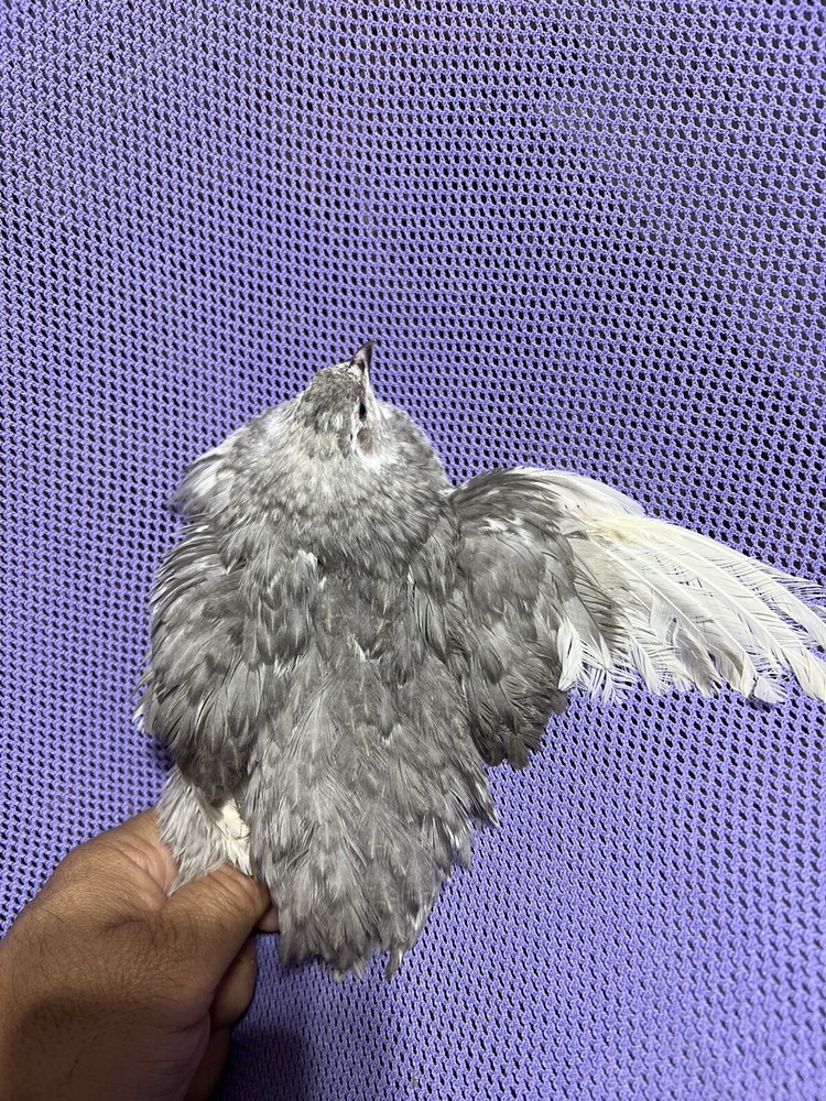 48 Mix All Rare Quail Hatching Eggs