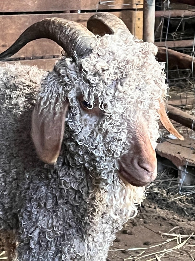 Natural Beige Mohair - 4oz washed, just needs your project