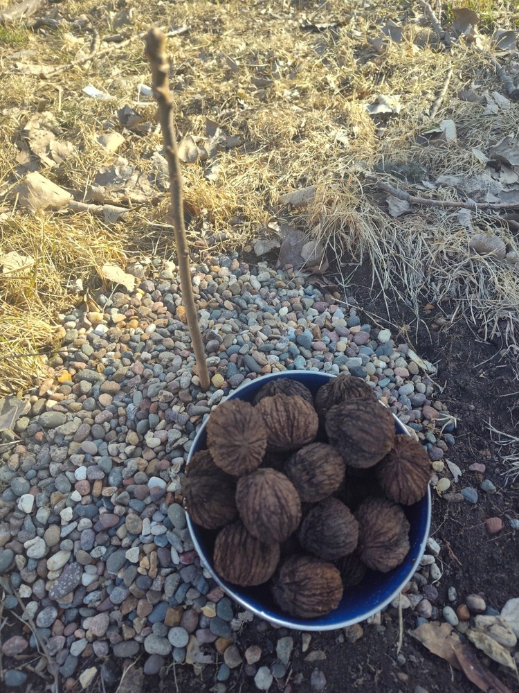 30 Black Walnuts-2025 Harvest