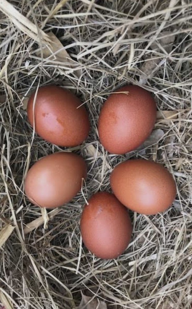 12 (BBS) Maran Hatching Eggs