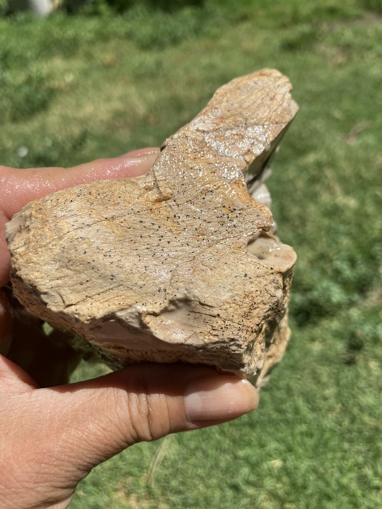 Agatized Petrified Wood (New Mexico)