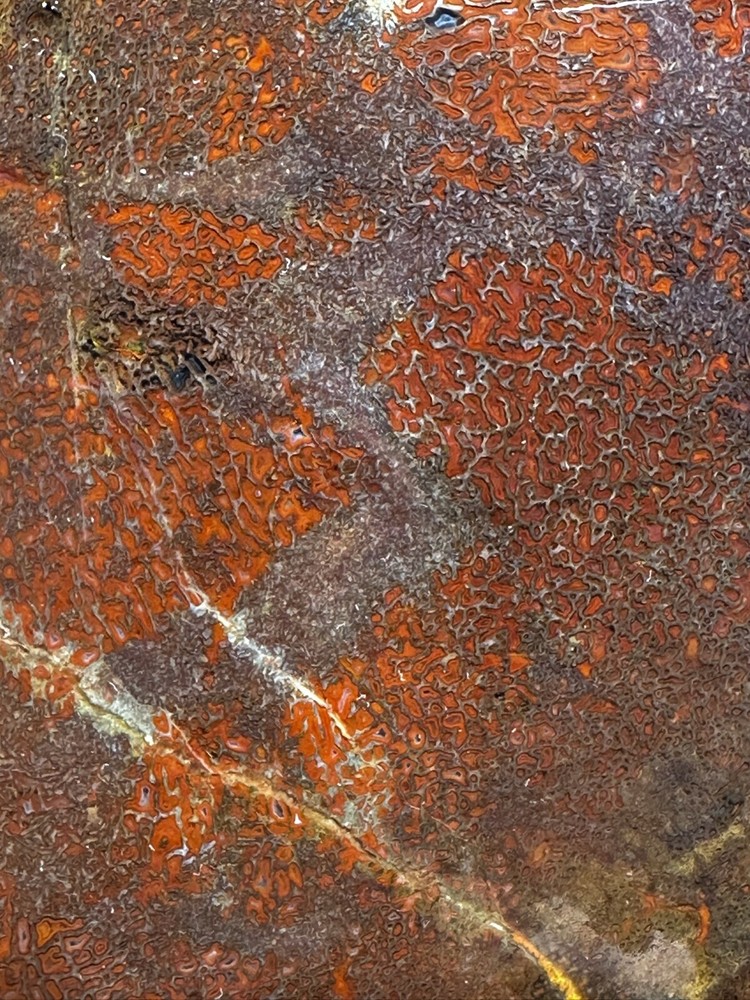 Dinosaur bone rough **hxtled large slab.