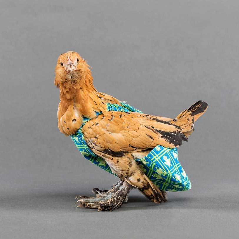 CHICKEN DIAPERS-REUSABLE