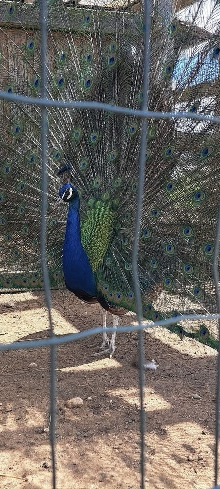 6 Peacock Peafowl Hatching eggs - Ready to ship, plus 1 extra egg!