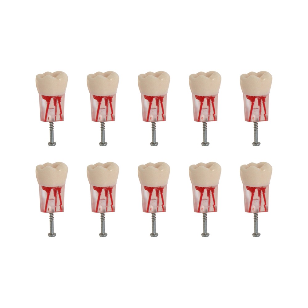 10PCS Root Canal Dental Study Model RCT Practice Typodont Model Teeth Tool