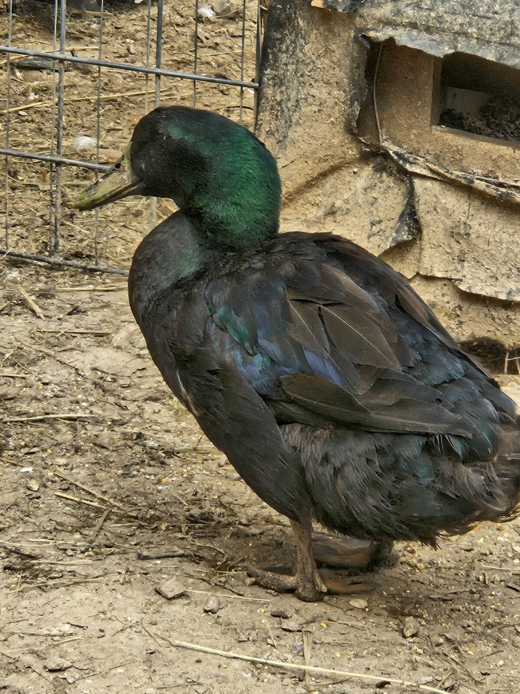 6 Cayuga Duck Hatching Eggs