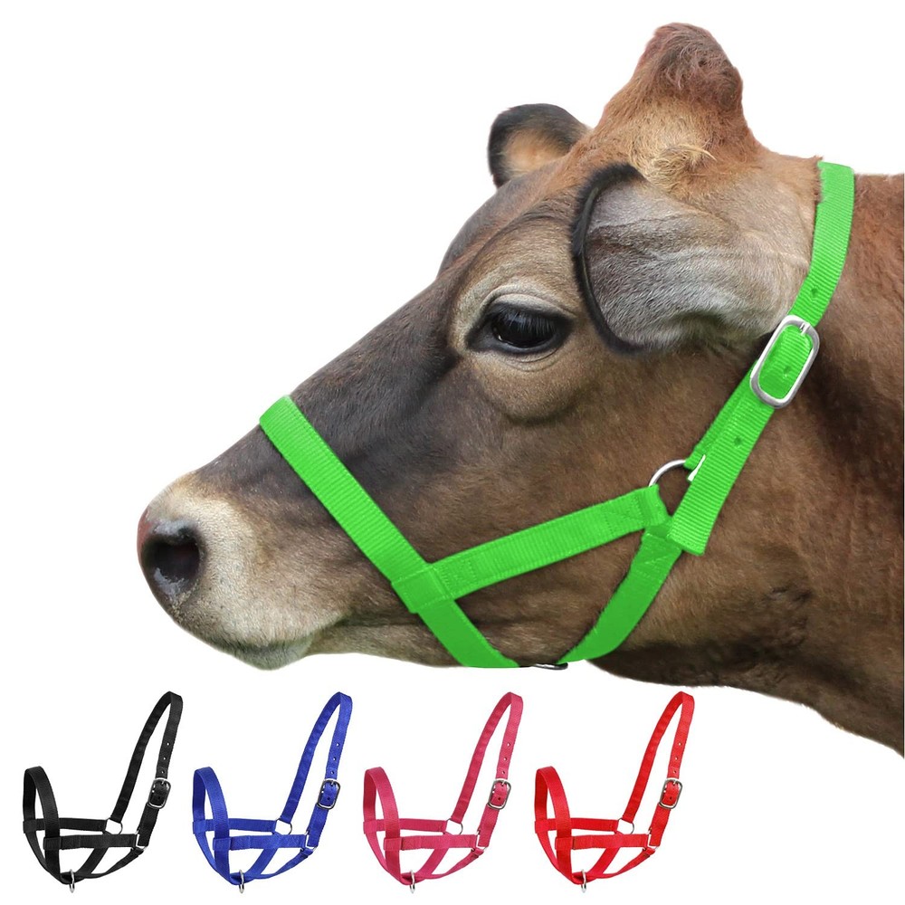 Medium Lime Green Nylon Cattle Halter Adjustable Durable Fit For All Breeds