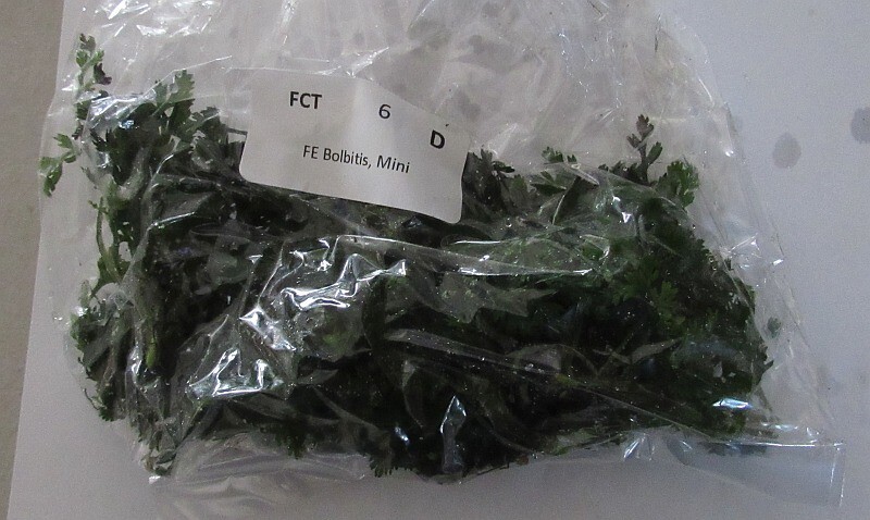 8 mini bolbitis plants