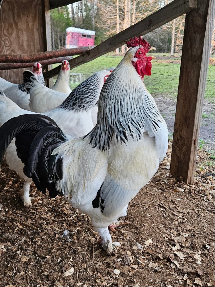 14 Light Brahma Hatching Eggs NPIP 💫