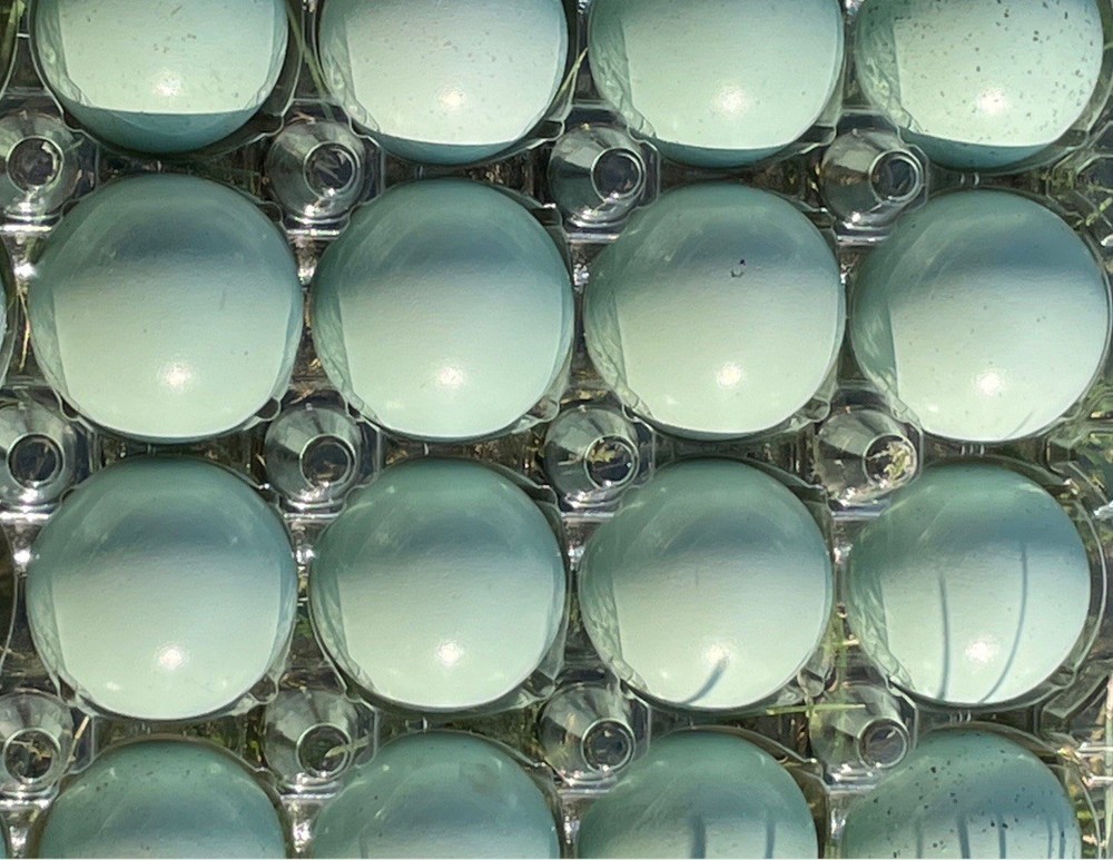 18+ Celadon Blue Coturnix Quail Hatching Eggs - 100% TRUE BLUE
