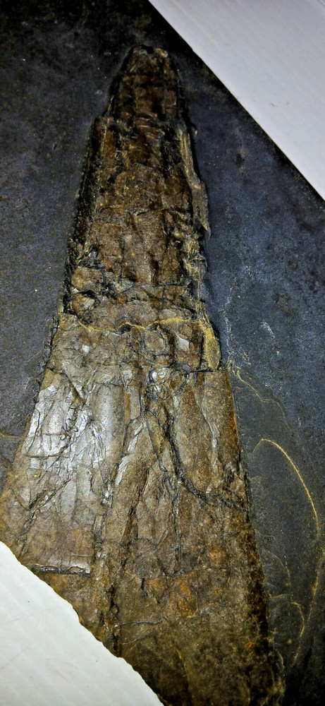 Dinosaur? Fish? Ray? Fossil
