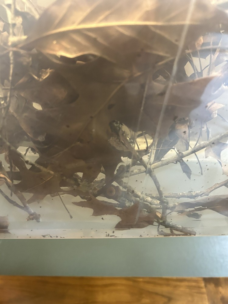 4 Oak Leaves 2 Oak Sticks.