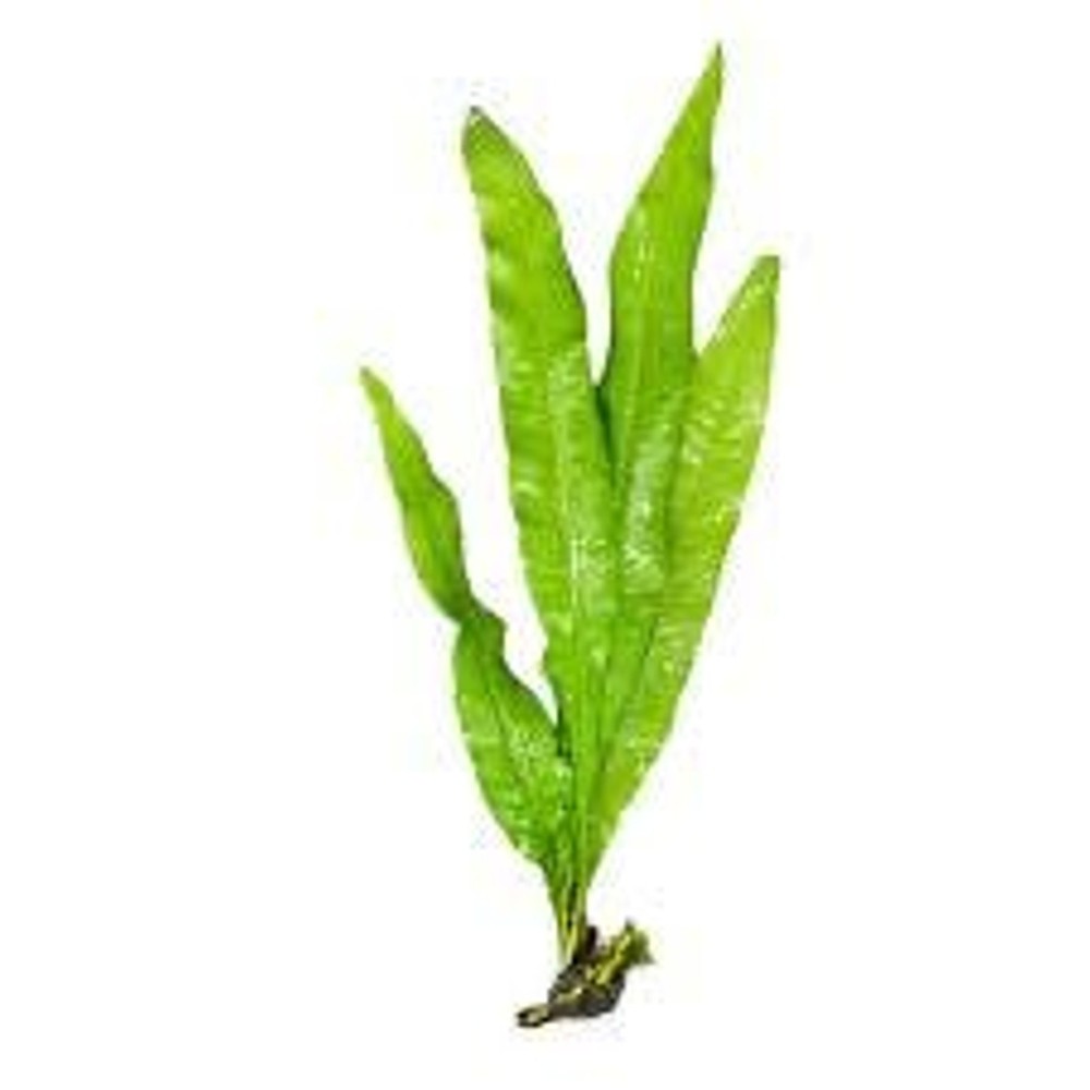 Shrimp Plant Starter Bundle - Live Aquarium Plants - Beginner Shrimp Bundle
