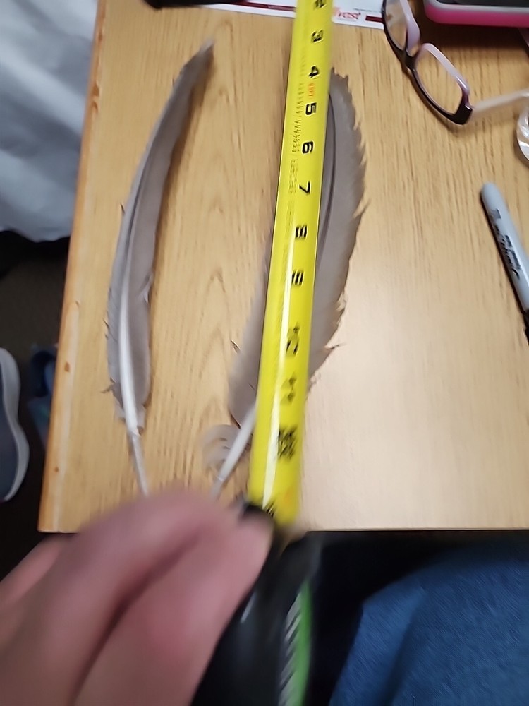 BV51 Pair Opal / Grey Peacock WingFeather