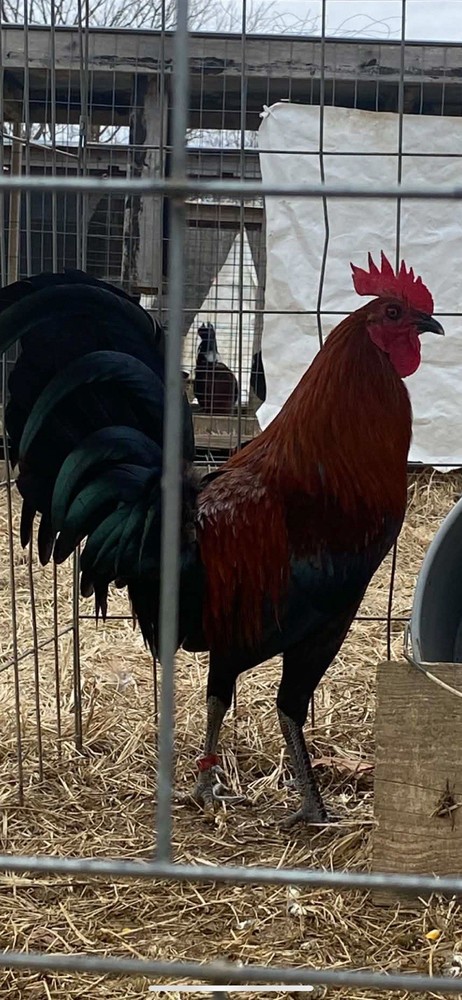 Assorted Hatching Eggs- One Dozen