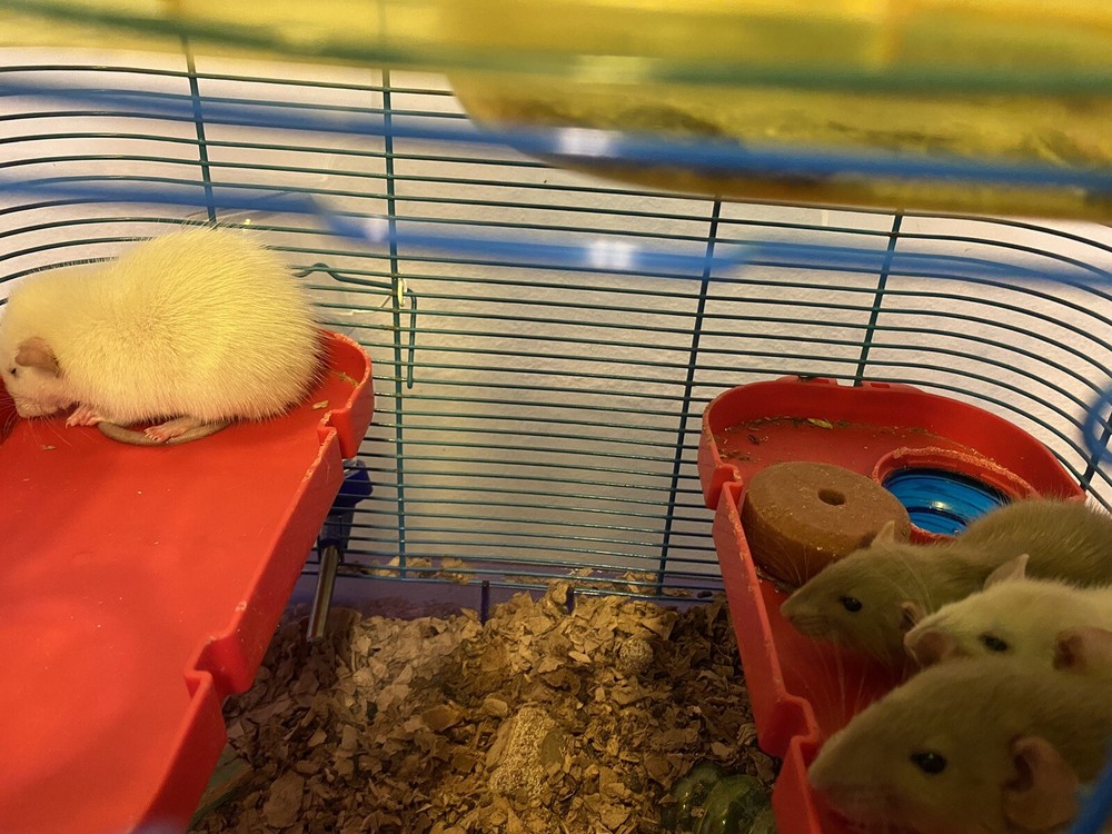 4 Female Dwarf Rats