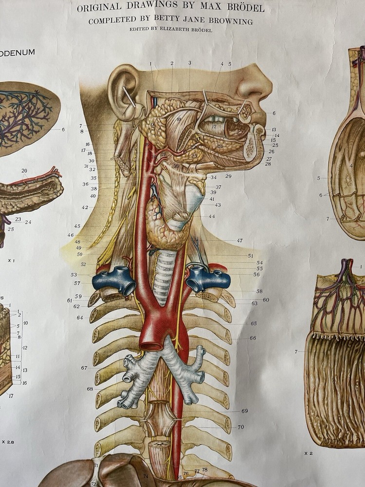 Vintage Frohse American Anatomical Pull Down Wall Chart Digestive System
