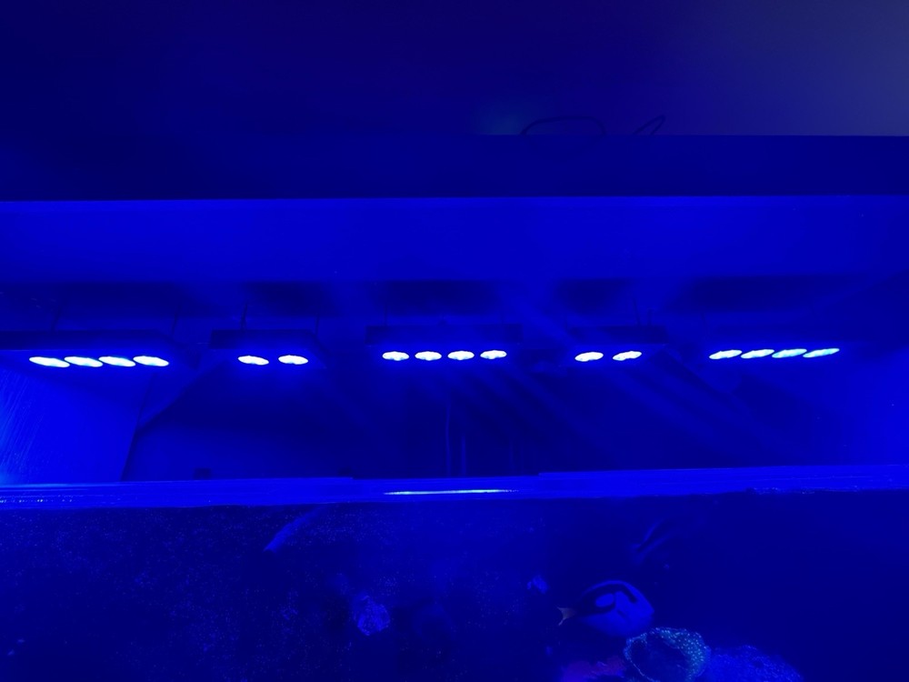 AquaIllumination Hydra 52 and 26s