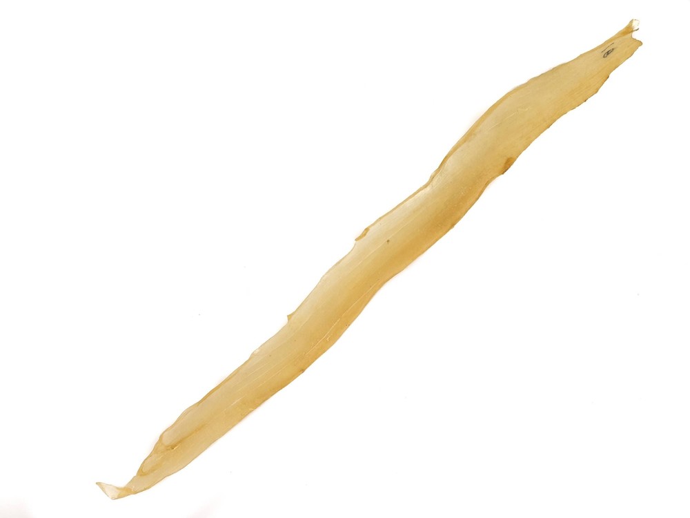 Deer Backstrap Sinew: Less than 19" (287R-20) Y1G