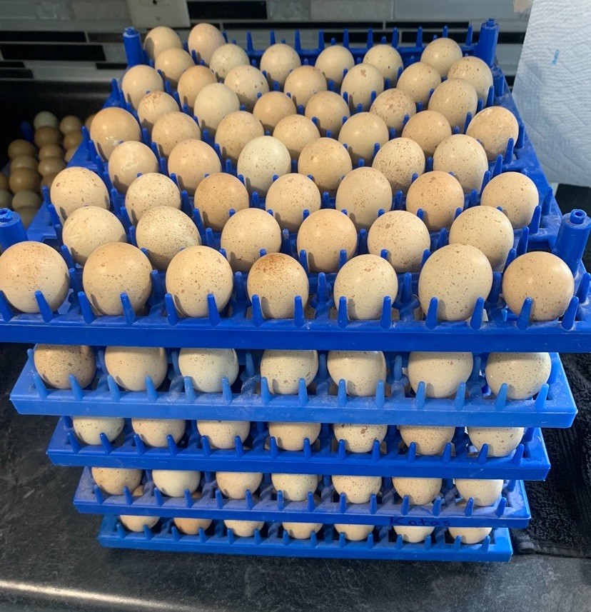 50+ chukar hatching Eggs