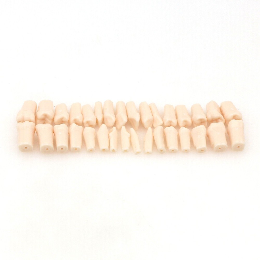 Dental Typodont Teeth Model Kilgore NISSIN 200 Type Removeable Teeth 32 Pcs