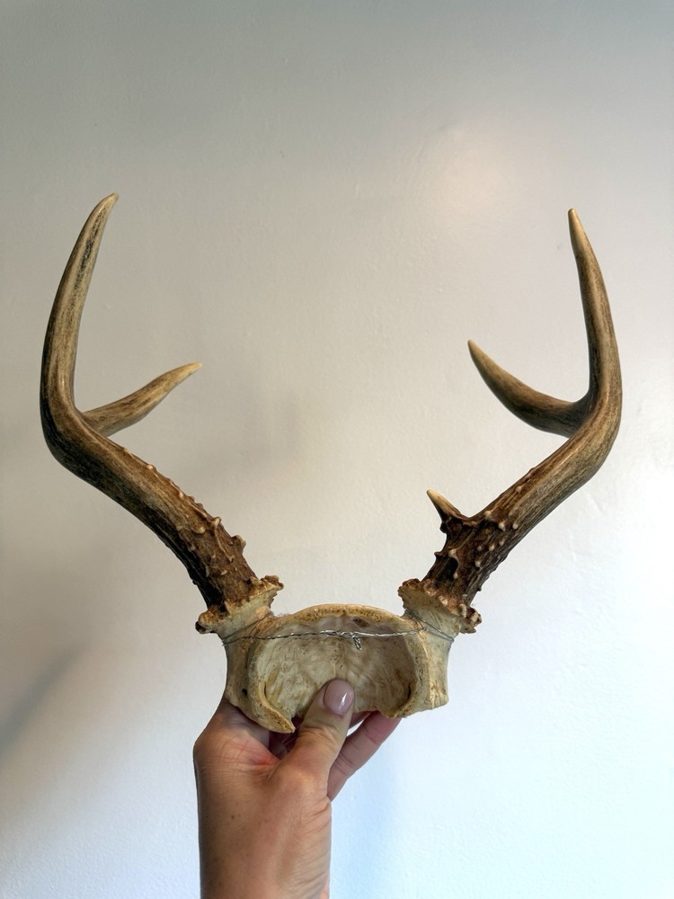 Skull Cap Deer Antlers